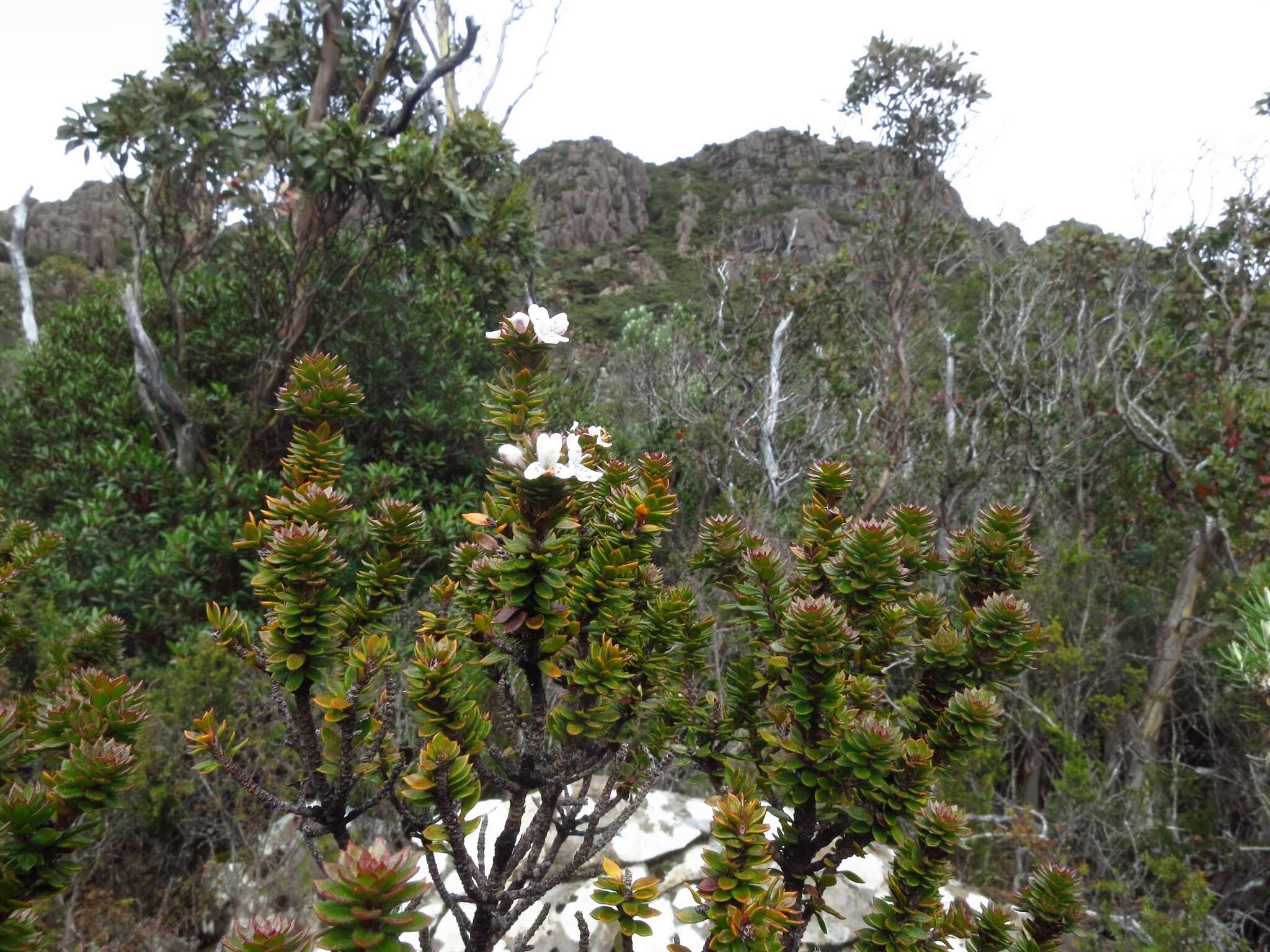 Image de Westringia rubiifolia R. Br.