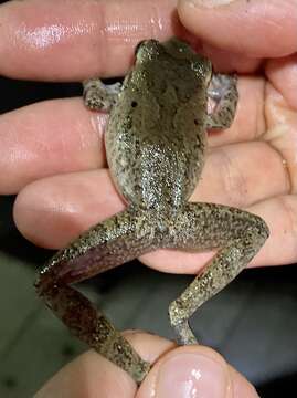 Image of Robber Frog