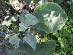 Слика од Abutilon abutiloides (Jacq.) Garcke