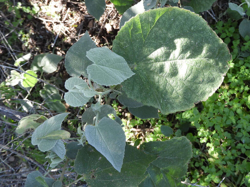 Слика од Abutilon abutiloides (Jacq.) Garcke
