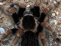 Image of Mexican Orange Beauty Tarantula