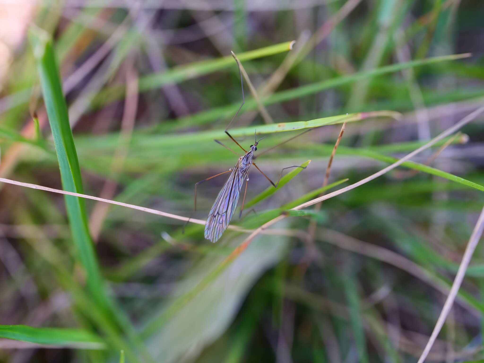 Image of Crane fly