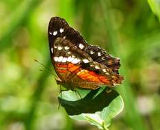 Plancia ëd Anartia amathea roeselia Eschscholtz 1821