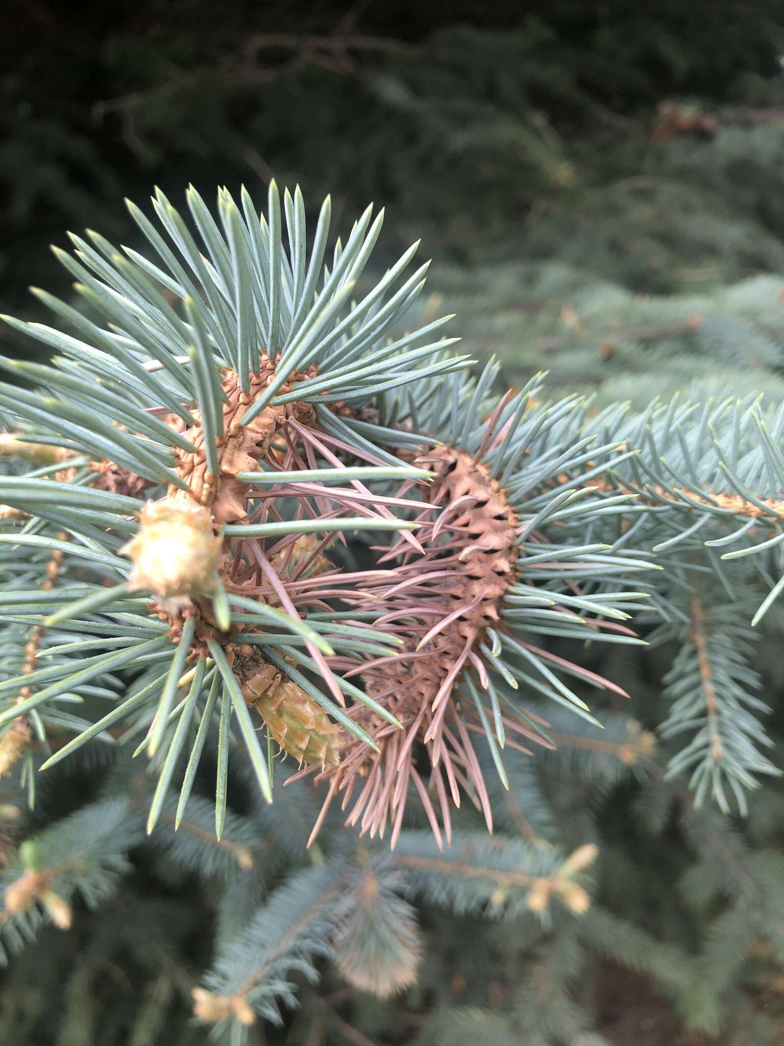 Image of Cooley Spruce Gall Adelgid