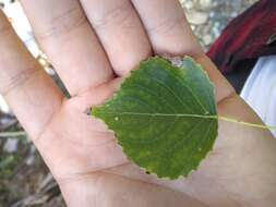 Image of Populus mexicana subsp. mexicana