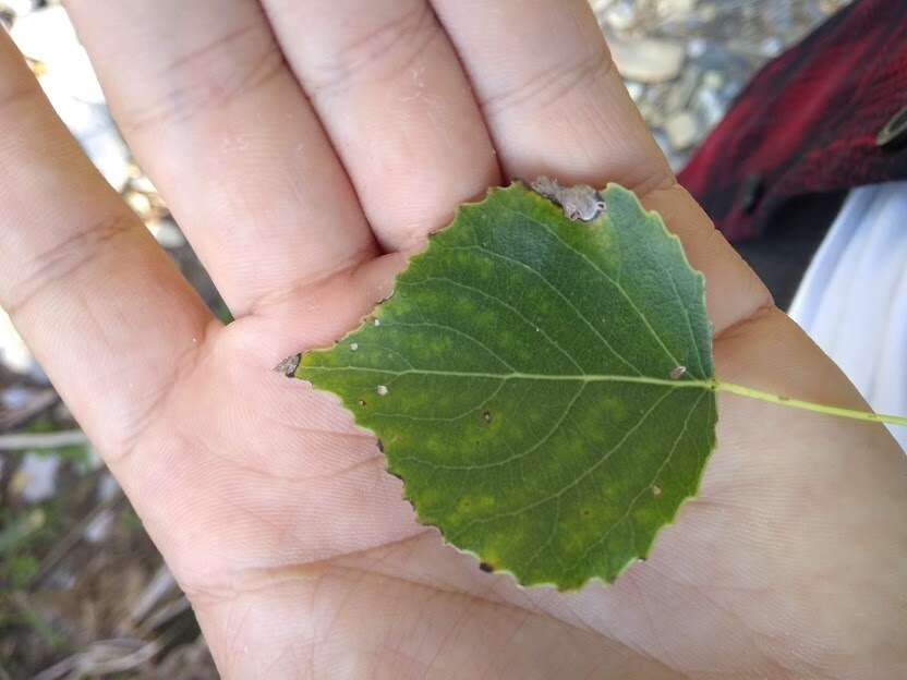 Image of Populus mexicana subsp. mexicana