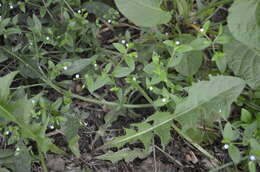 Image of Myosotis sparsiflora Pohl