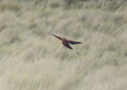 Image of Pampas Meadowlark