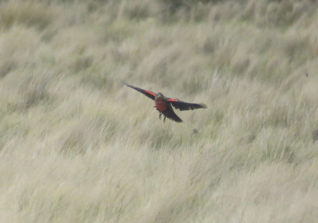 Image of Pampas Meadowlark