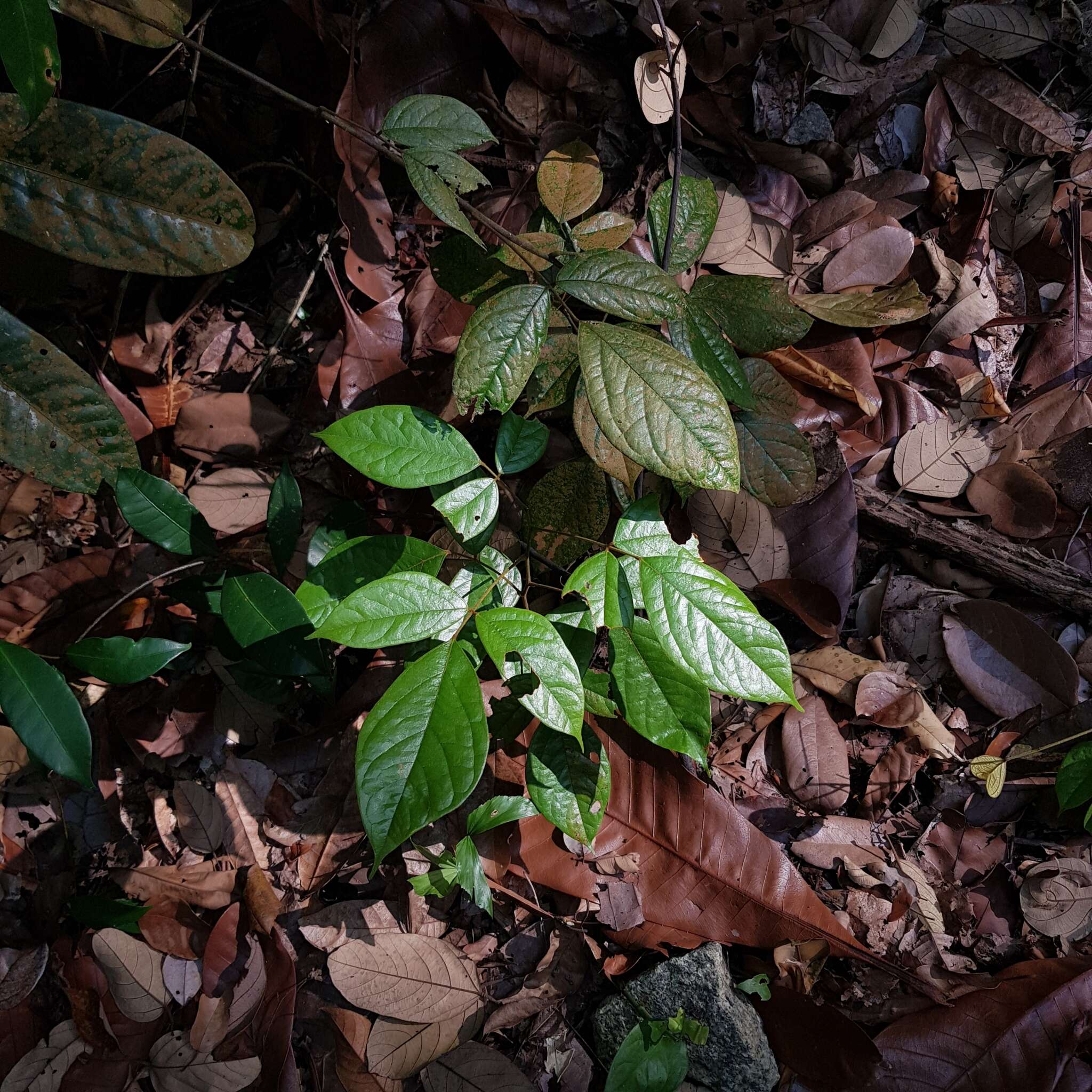 Agelaea borneensis (Hook. fil.) Merr.的圖片