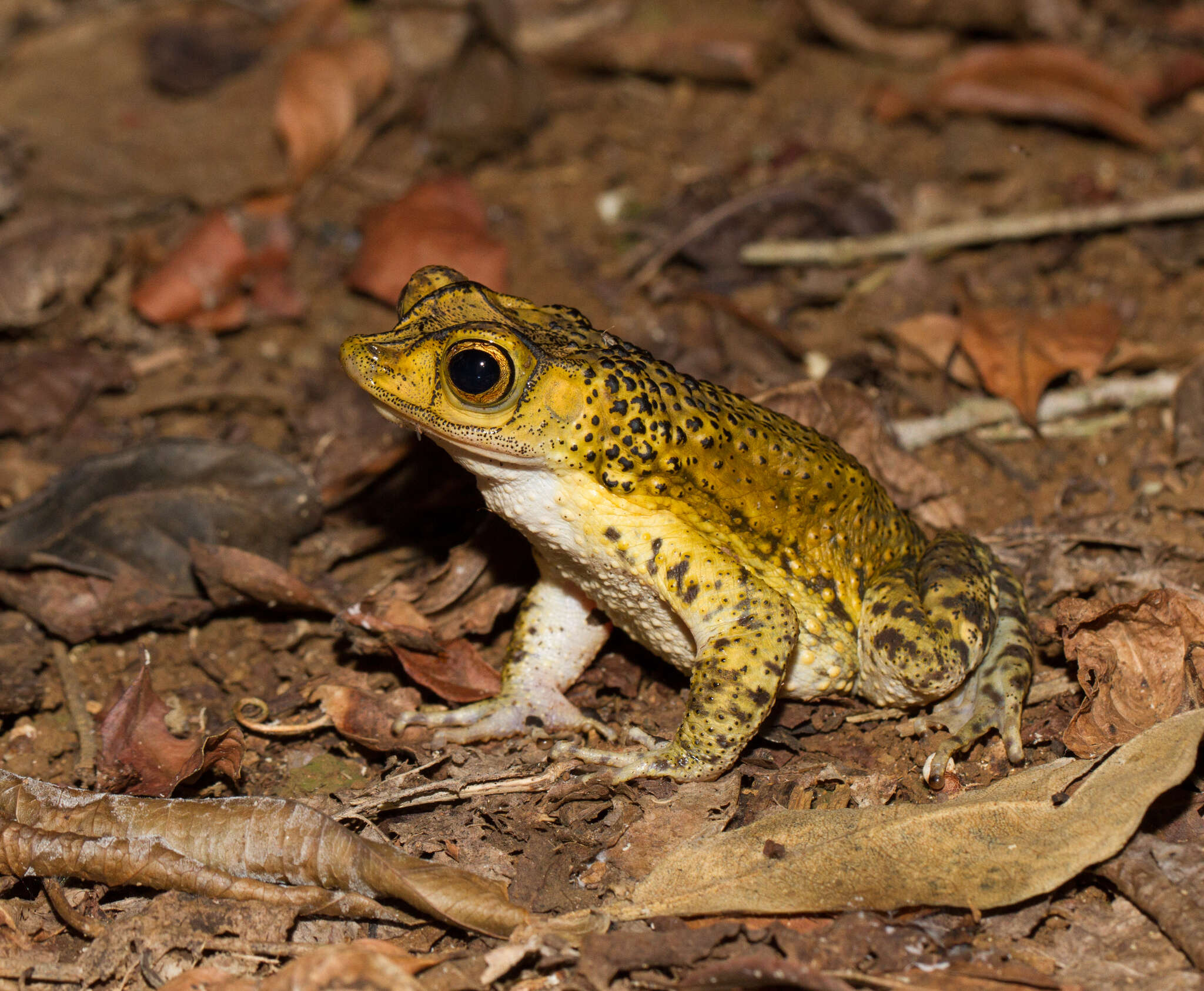 Image of Puerto Rican crested toad