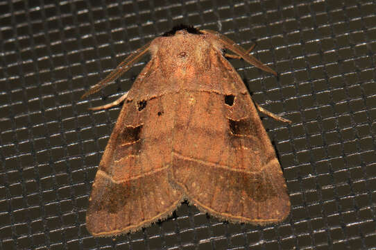 Image of Pale-banded Dart