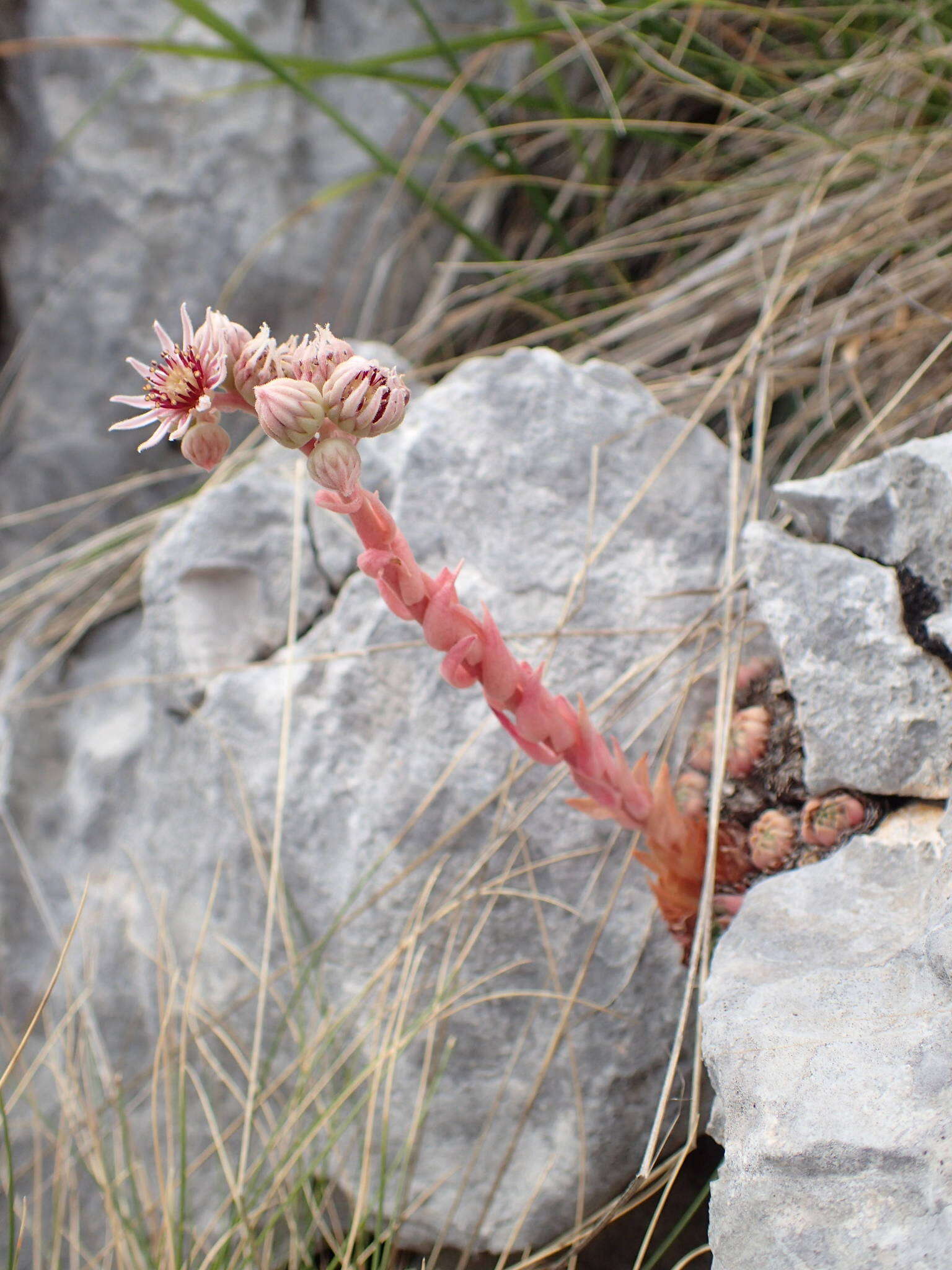 Image of Sempervivum marmoreum Griseb.