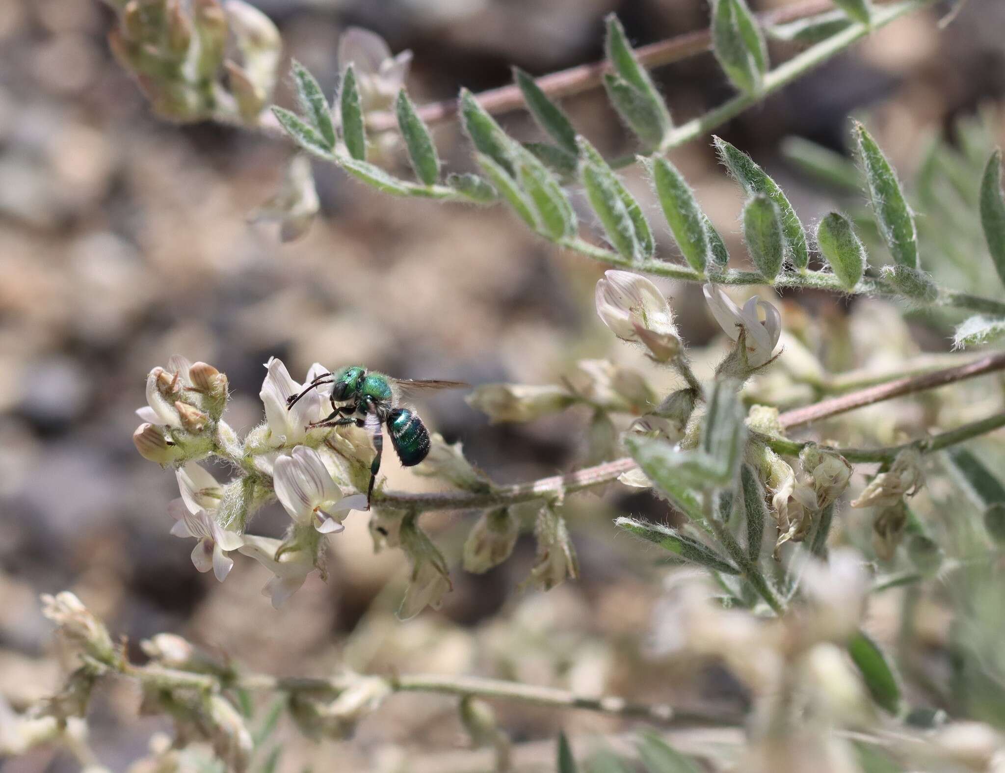 Imagem de Astragalus lyallii A. Gray