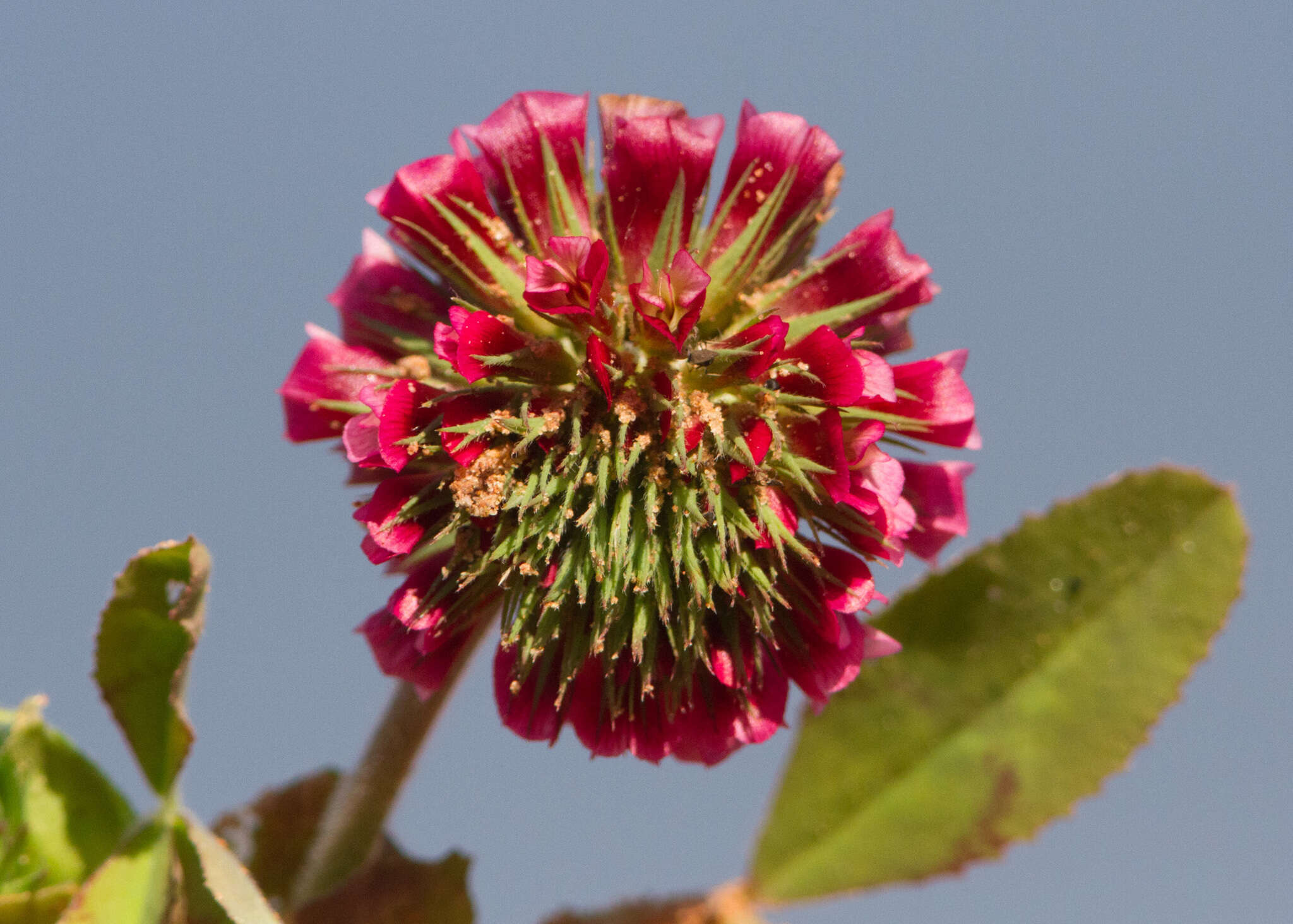 Sivun Trifolium reflexum L. kuva