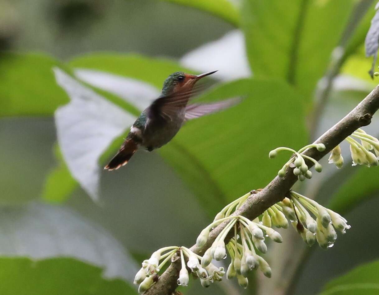 Lophornis magnificus (Vieillot 1817) resmi