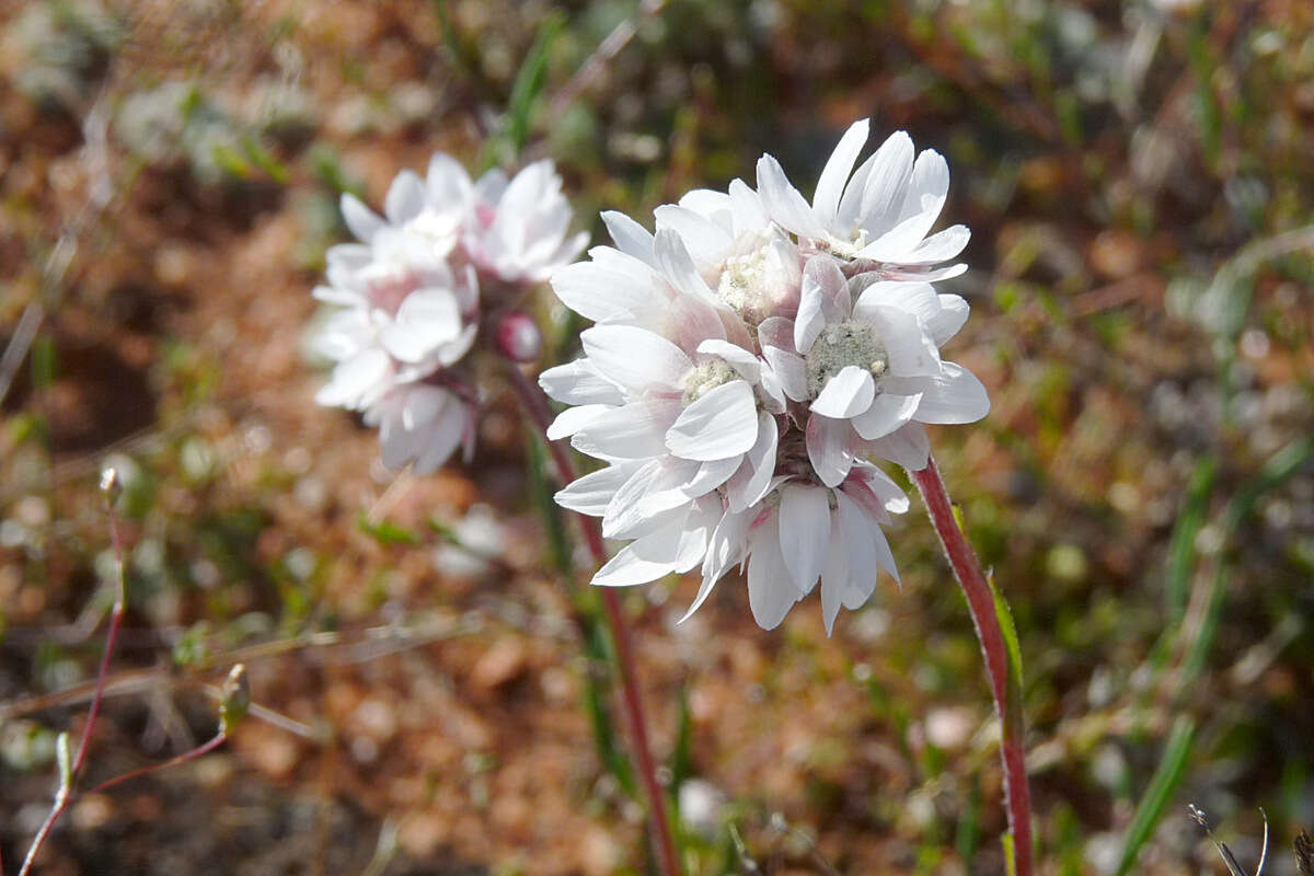 Image of Cephalipterum