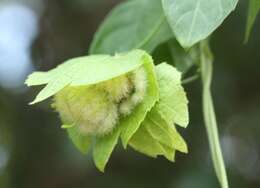 Image of Dalechampia capensis A. Spreng.