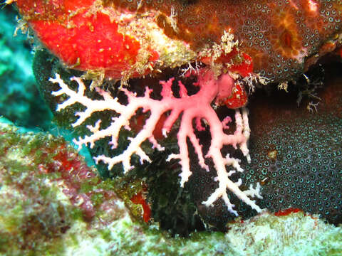 Image of Rose Lace Coral