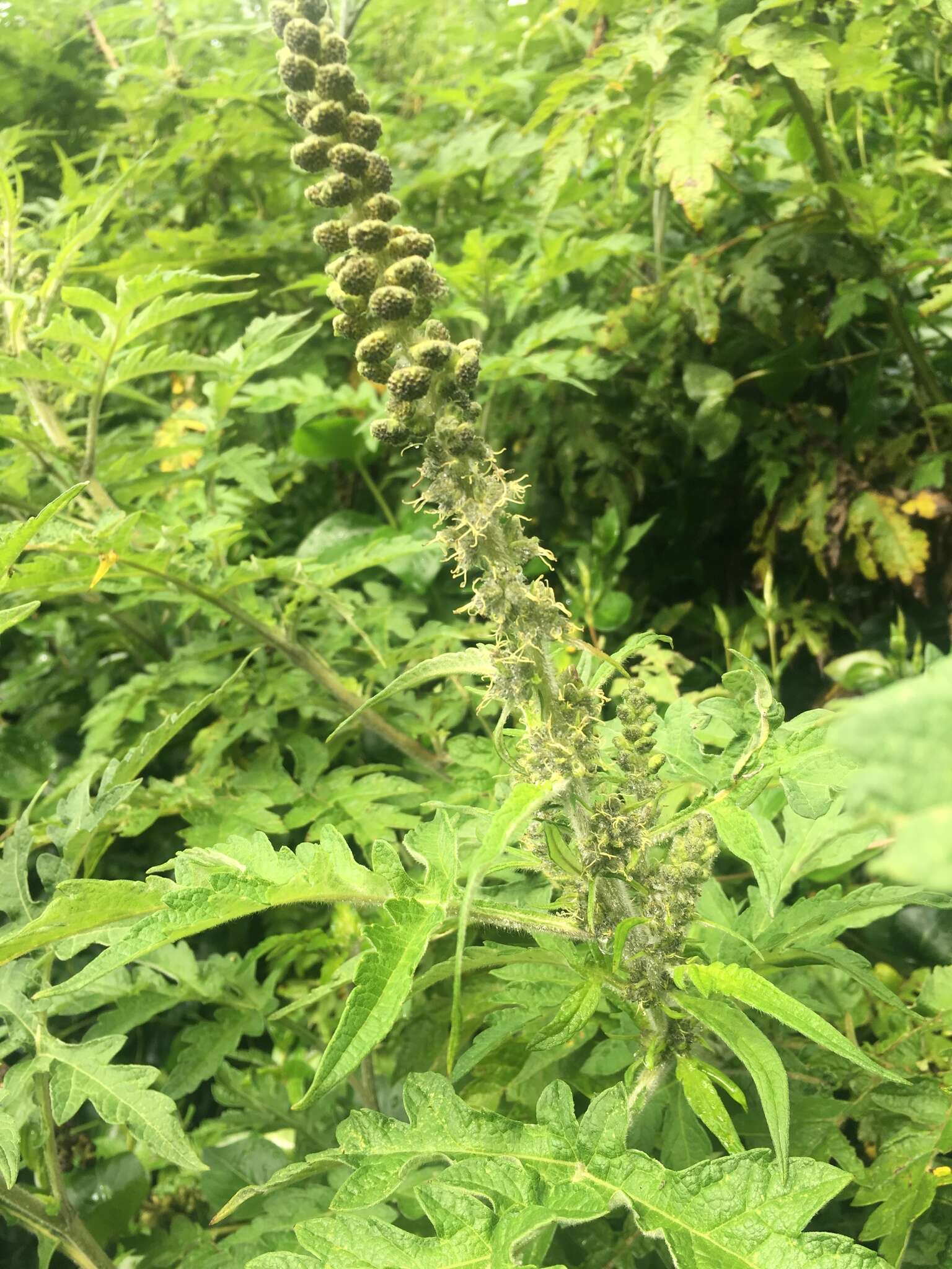 Image of Ambrosia arborescens Mill.