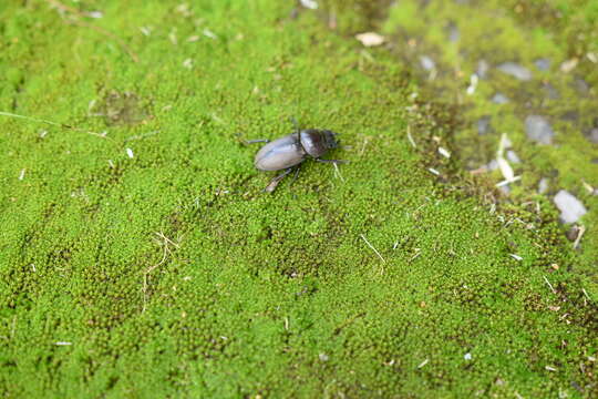 Image of Dorcus rectus mishimaensis Tsuchiya 2003