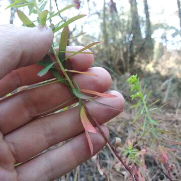 Image of Euphorbia esuliformis S. Schauer