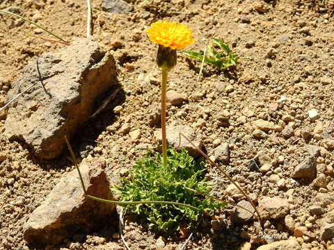 Слика од Hypochaeris tenuifolia (Hook. & Arn.) Griseb.