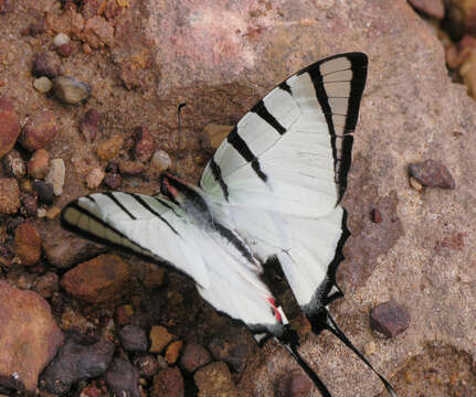 Image of Four-bar Swordtail Butterfly