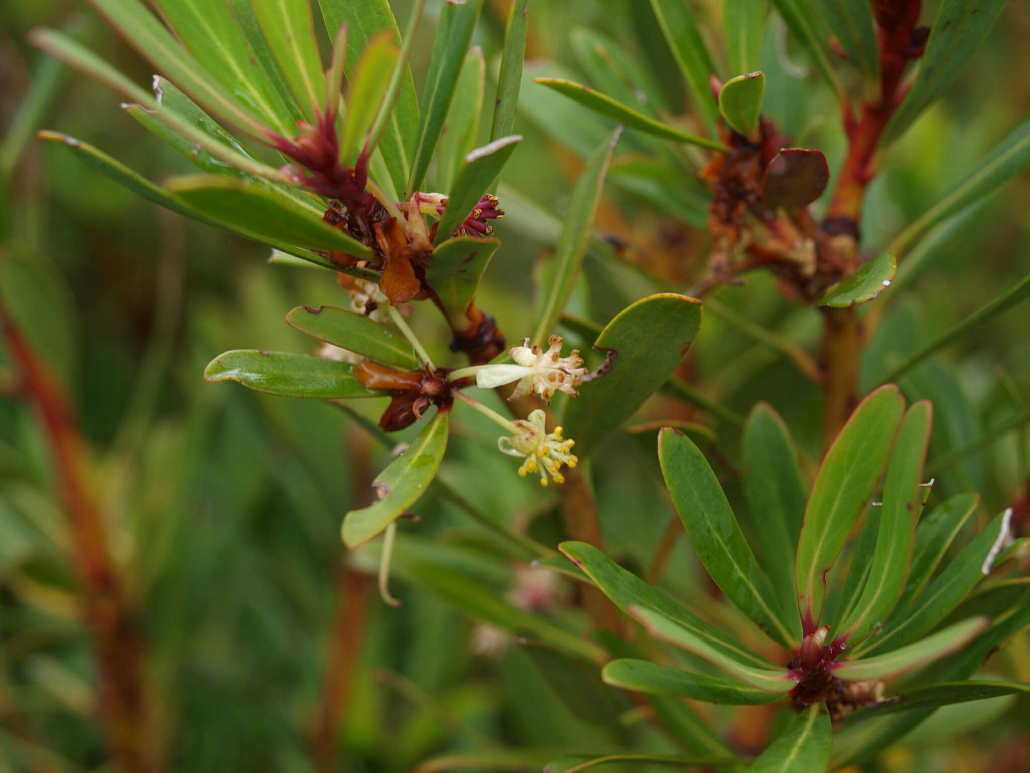 Image of Drimys xerophila subsp. xerophila