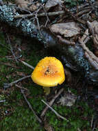 Image of Amanita flavoconia G. F. Atk. 1902