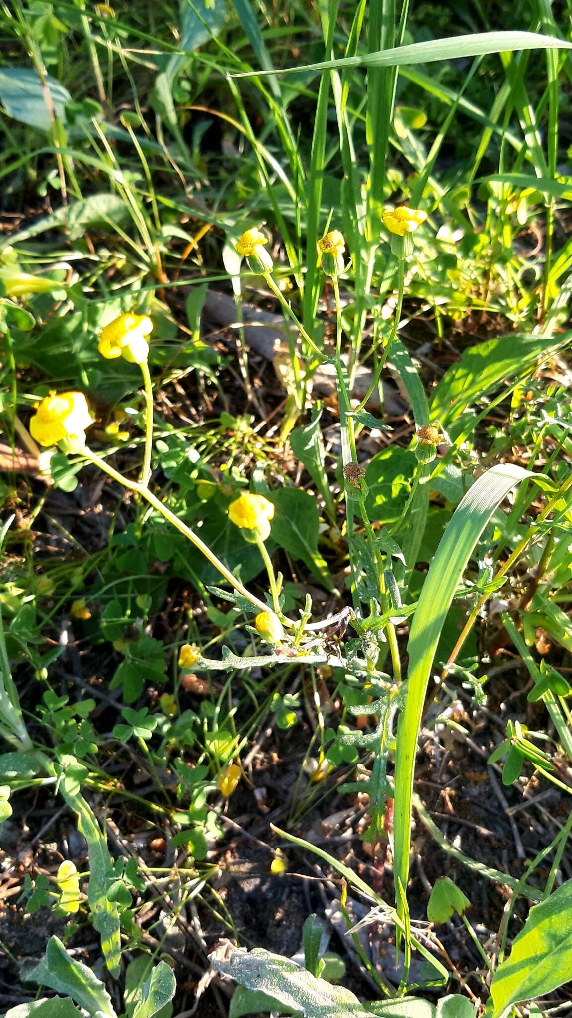 Image of French groundsel