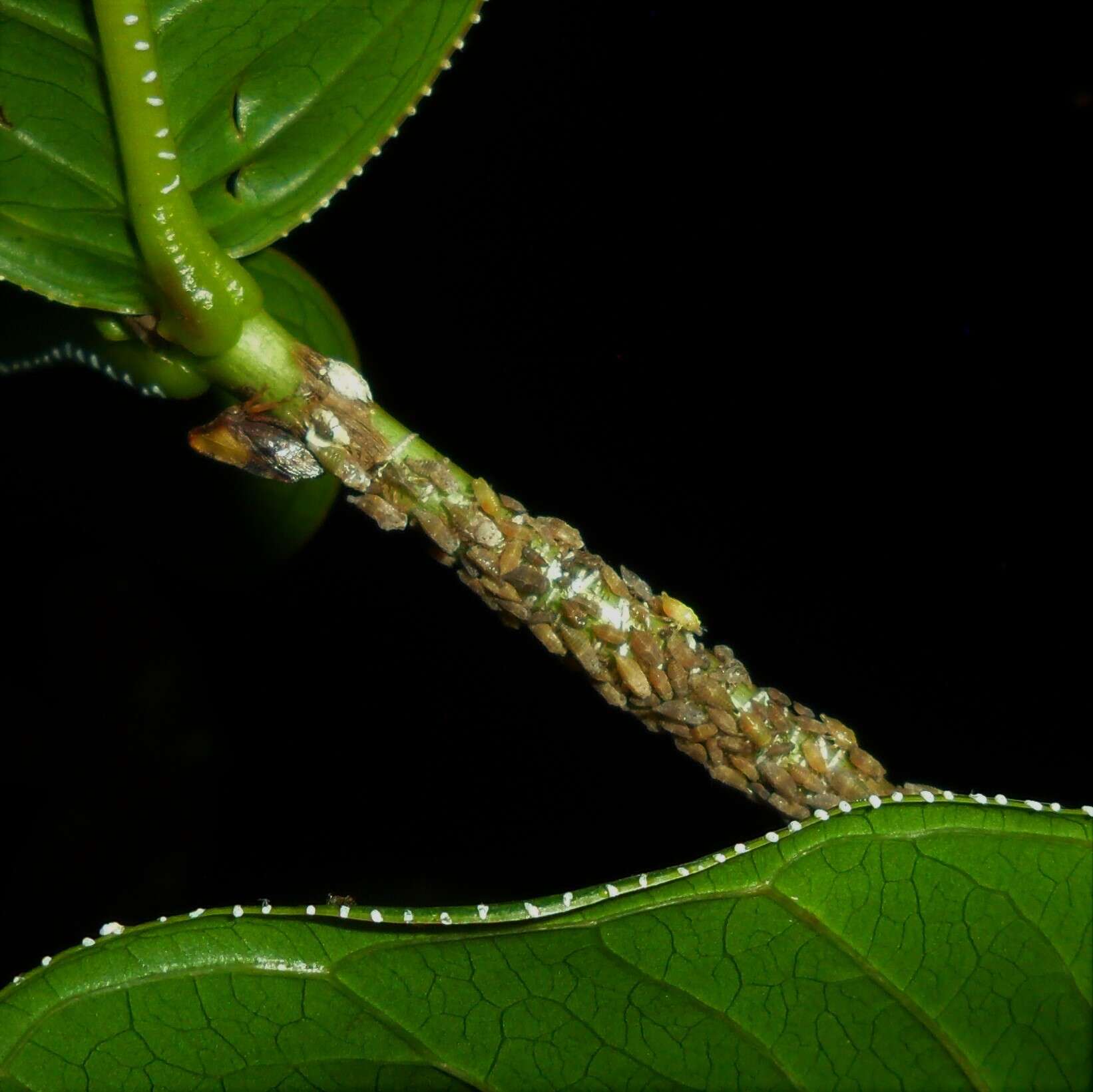 Image of Leioscyta spiralis Haviland