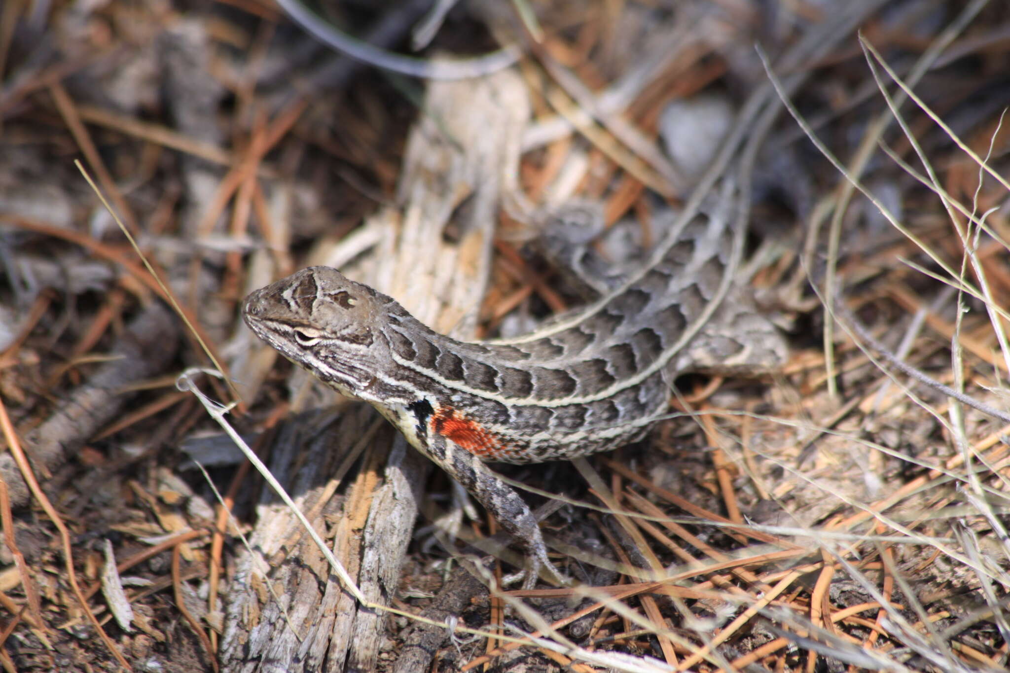 Image of Bunchgrass Lizard