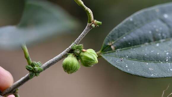 Image of Hibiscus purpusii T. S. Brandeg.