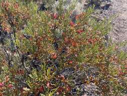 Image de Dodonaea lobulata F. Müll.