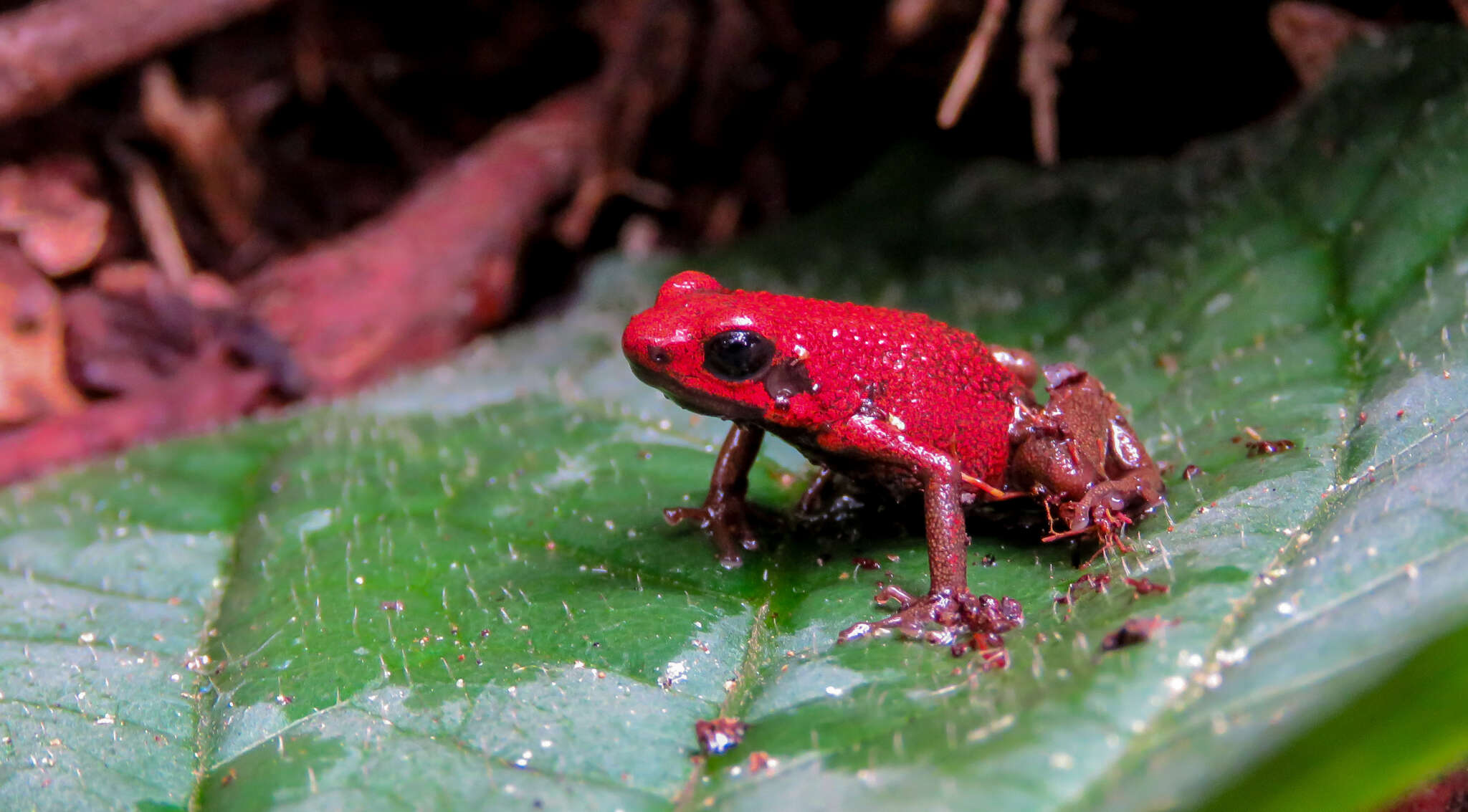 Imagem de Andinobates opisthomelas (Boulenger 1899)