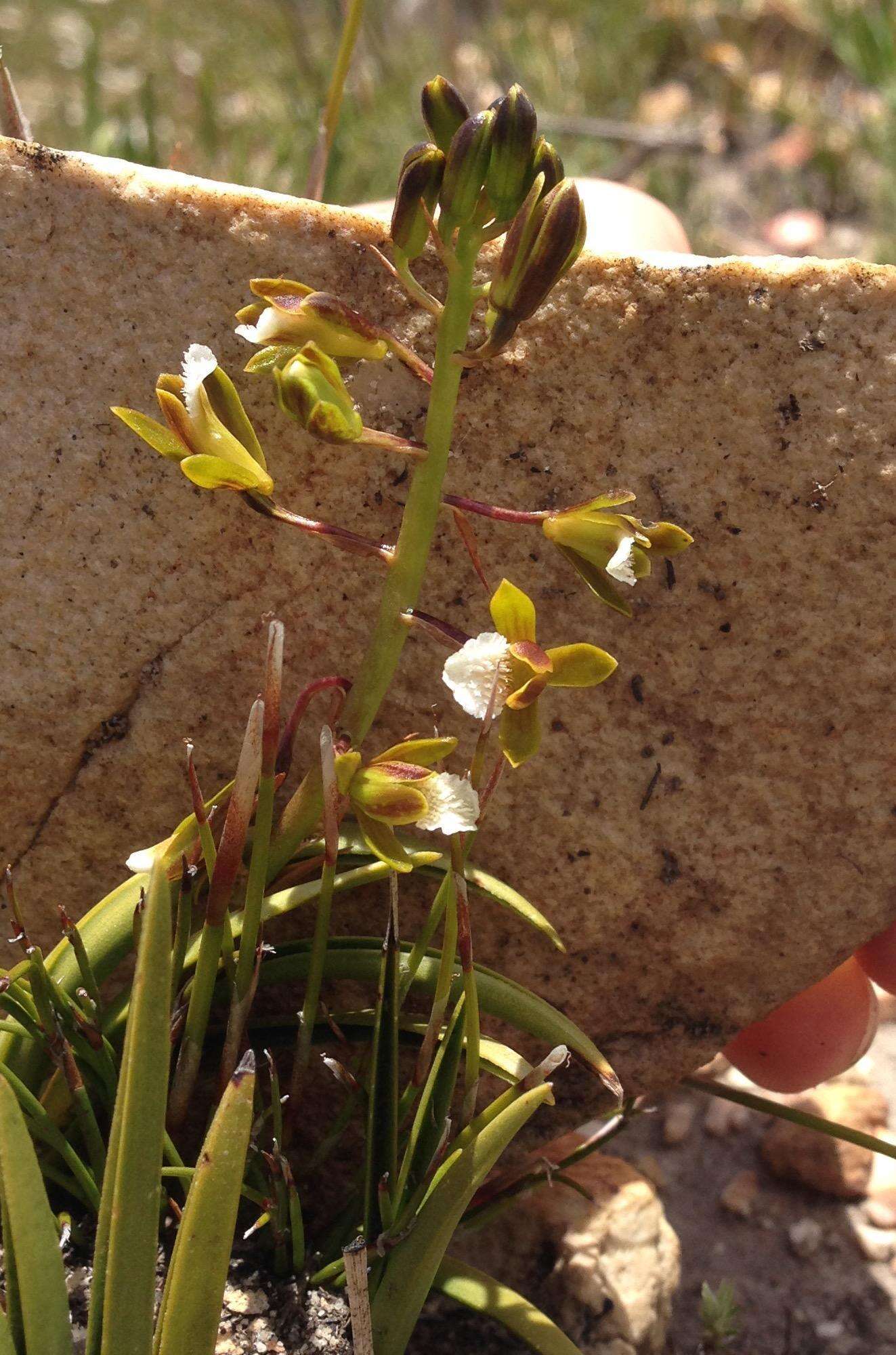 Image of Acrolophia capensis (P. J. Bergius) Fourc.