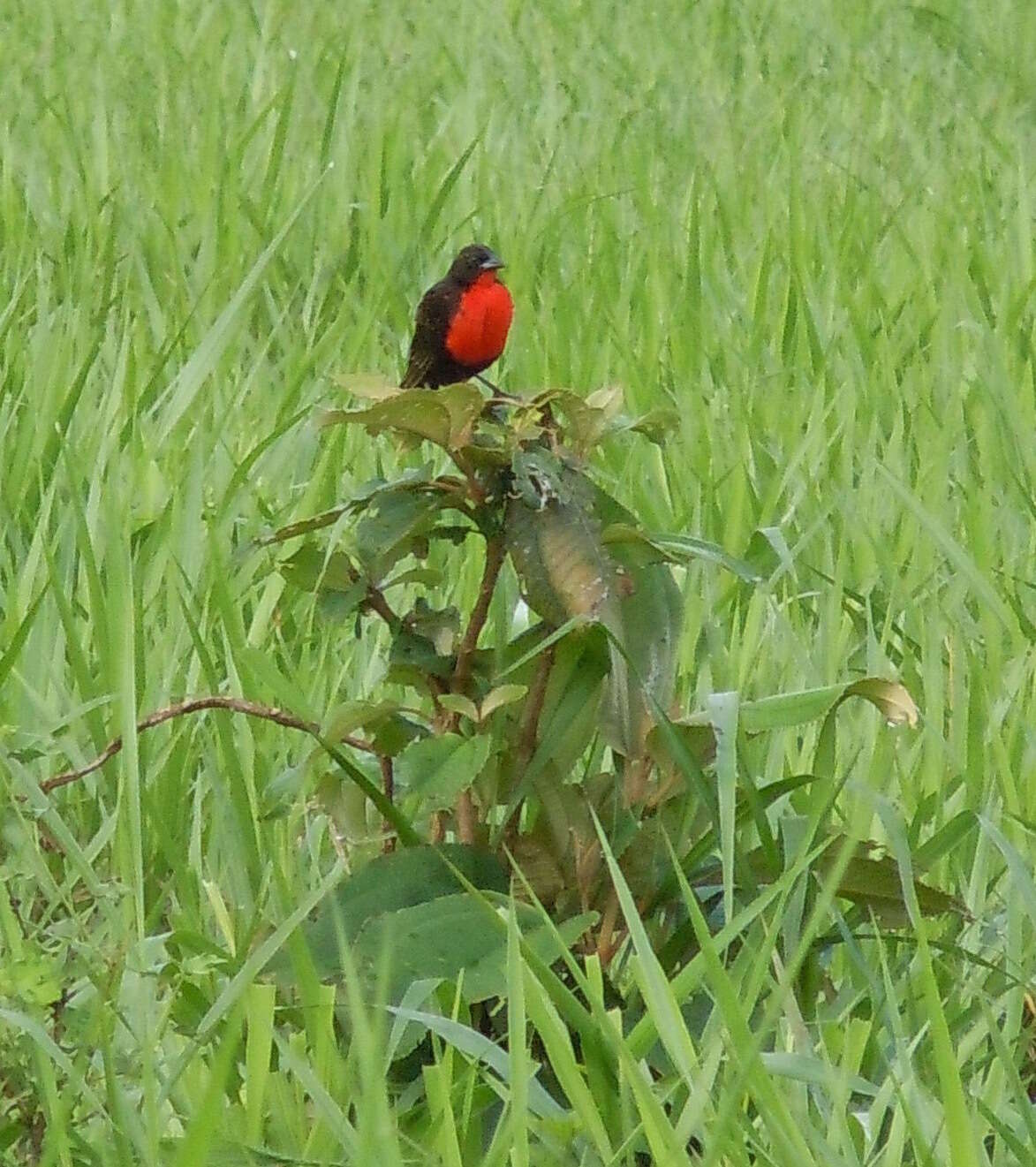 Image of Red-breasted Blackbird