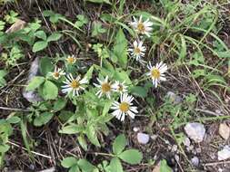 Image de Erigeron arizonicus A. Gray