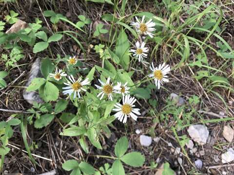 Image of Arizona fleabane