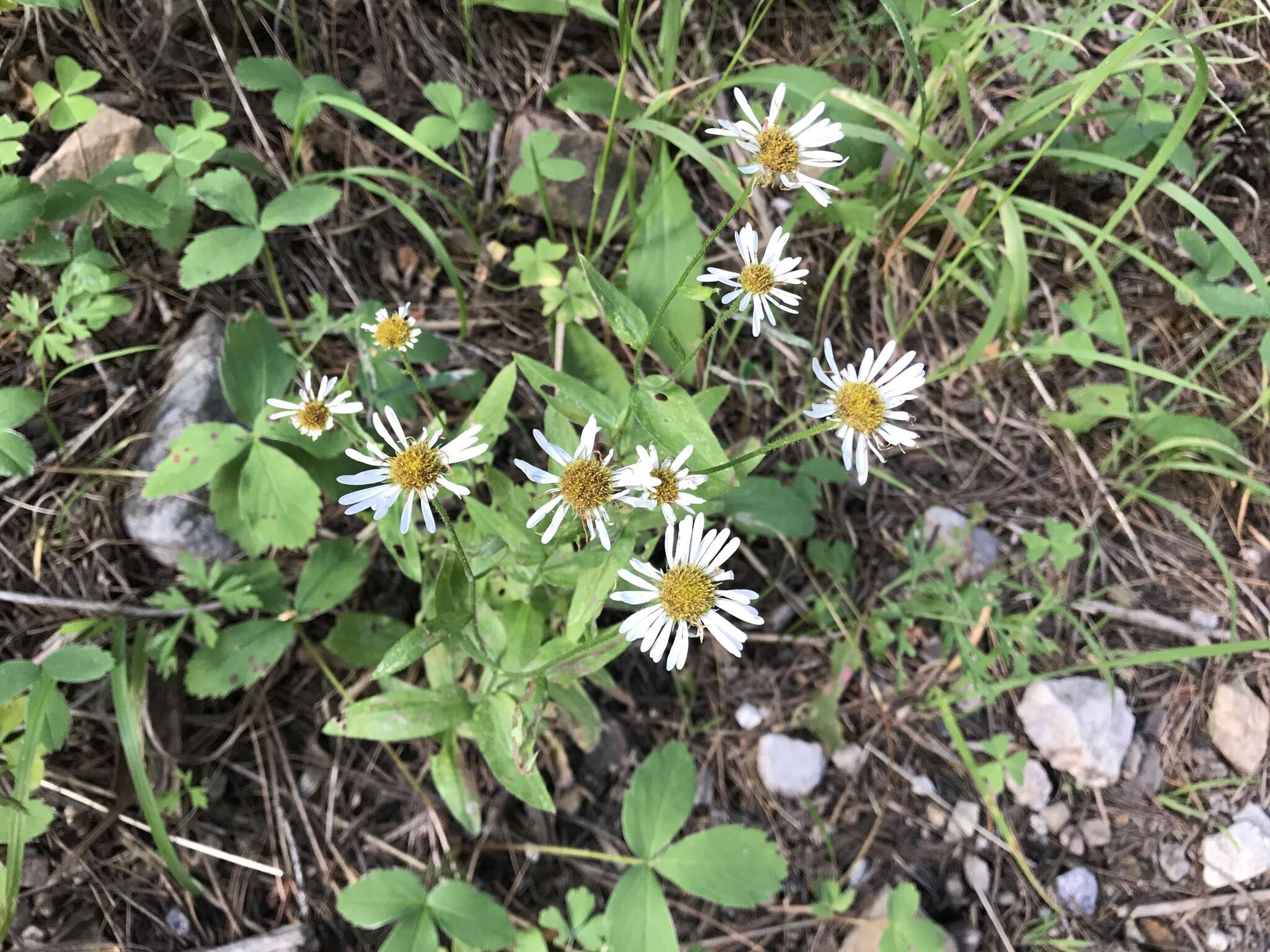 Image de Erigeron arizonicus A. Gray