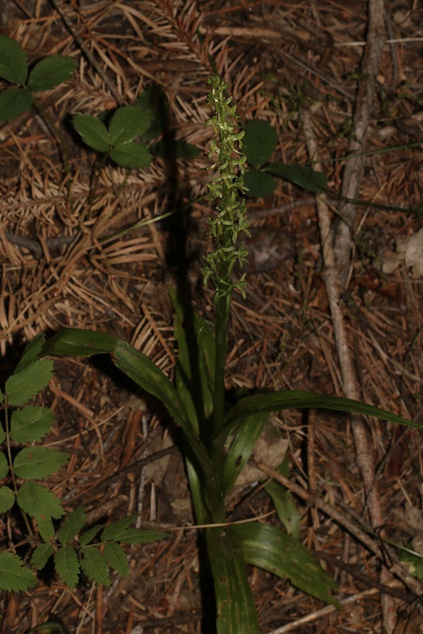 Image of Thurber's Bog Orchid