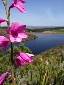 Imagem de Watsonia borbonica subsp. borbonica