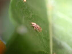 Image of Whitefly