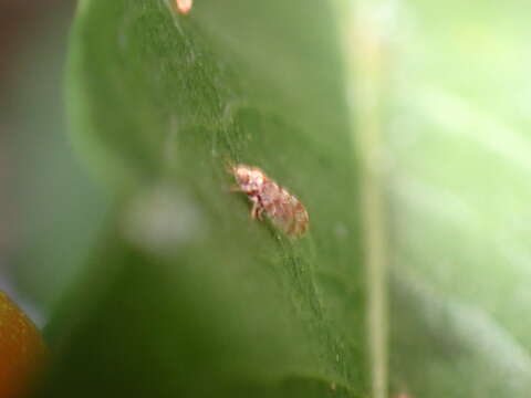 Image of Whitefly