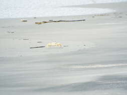 Image of Atlantic Ghost Crab