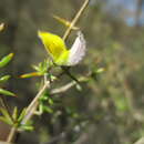 Image of Aspalathus glossoides R. Dahlgren