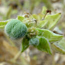 Image of Euphorbia petiolata Banks & Sol.