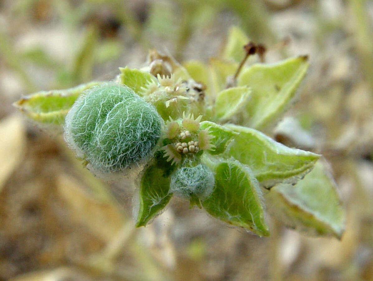 Image of Euphorbia petiolata Banks & Sol.