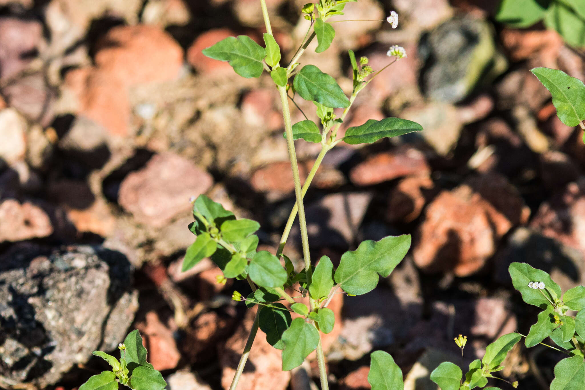 Imagem de Boerhavia triquetra S. Wats.